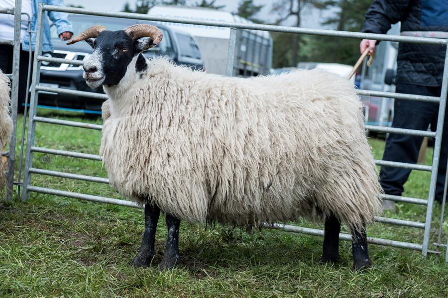 Champion Blackie and and inter-breed reserve sheep from George Kerr. Ref: RH050518095.