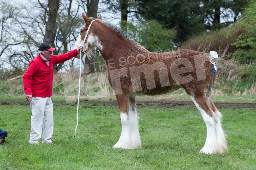 Glebeview Lady Izzy from Charlotte Young took the top title in the Clydesdales. Ref: RH050518093.