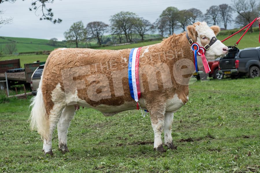 Show supreme champion was the Simmental from M and M Quarm. Ref: RH050518099.