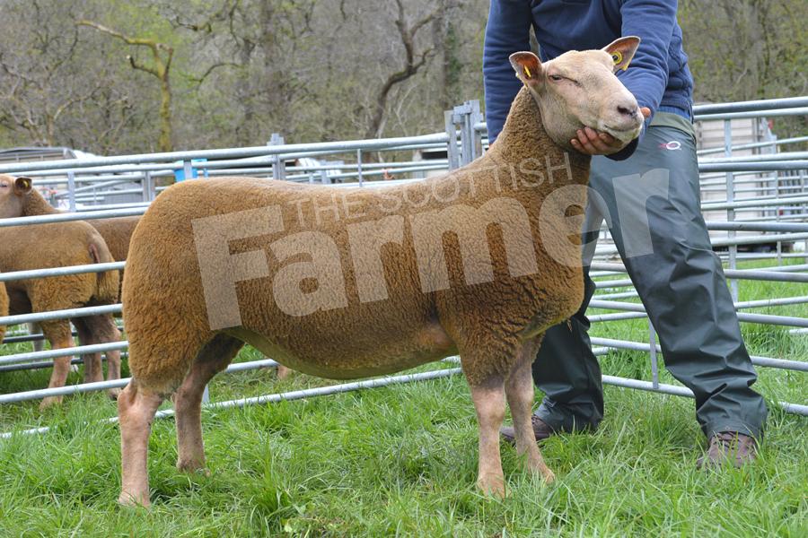 A Charollais gimmer from Jim and Wallace Kennedy won the any other breed section. Ref: KK050518092.