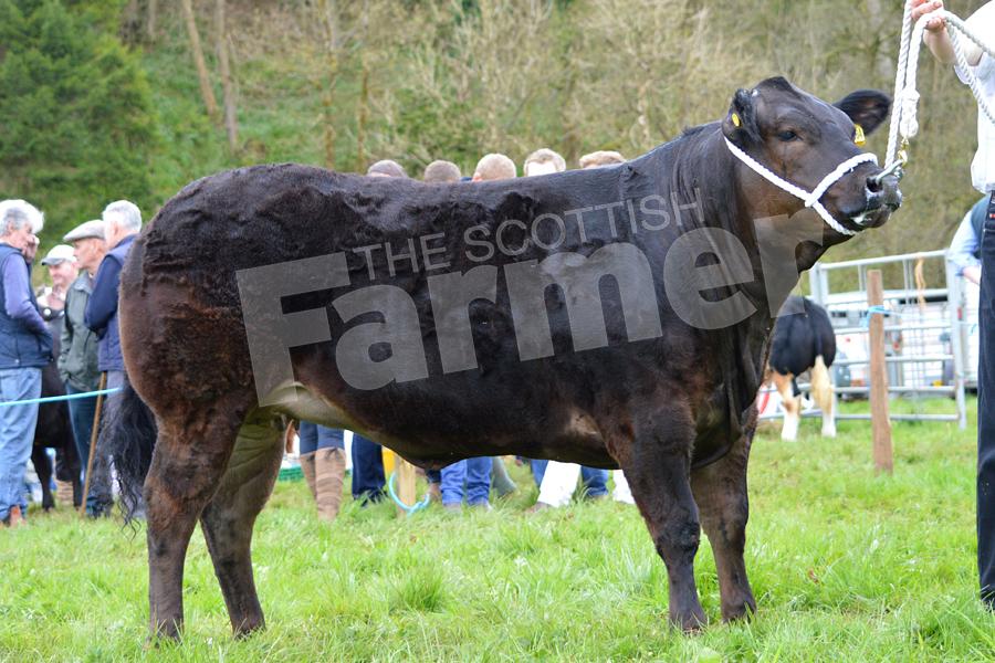 Mystique, a Limousin cross heifer from the Whyllie family, was reserve cattle inter-rbeed. Ref: KK050518198.