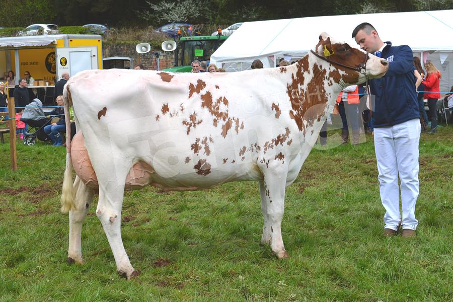 The Watson family's second calver, Muir Lochanva Dewberry VG88, won the Ayrshire championship. Ref: KK050518270.