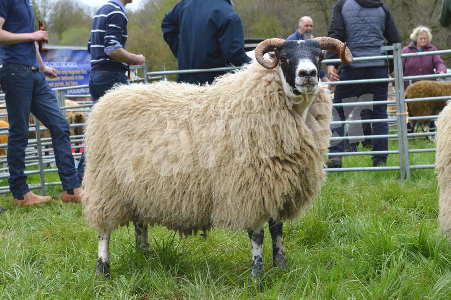 Jamie and Mathew Dunlop landed the Blackie title with this home-bred ewe hogg. Ref: KK050518116.