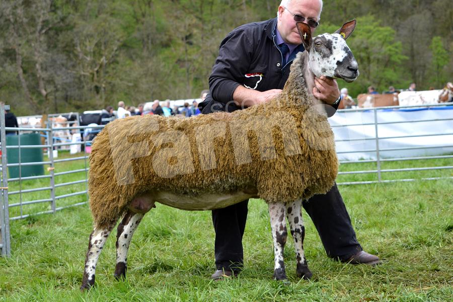 Best of the BLuefaced Leicesters was this one-crop ewe from David Bryson. Ref: KK050518265.