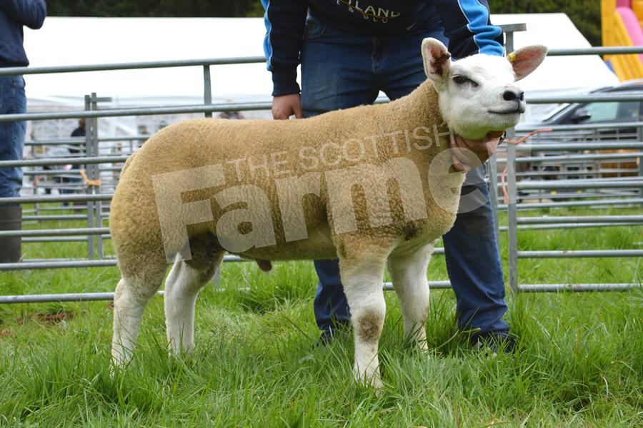 Winning the Texel title and standing reserve inter-breed was this tup lamb from young John and Glen Paterson. Ref: KK050518131.