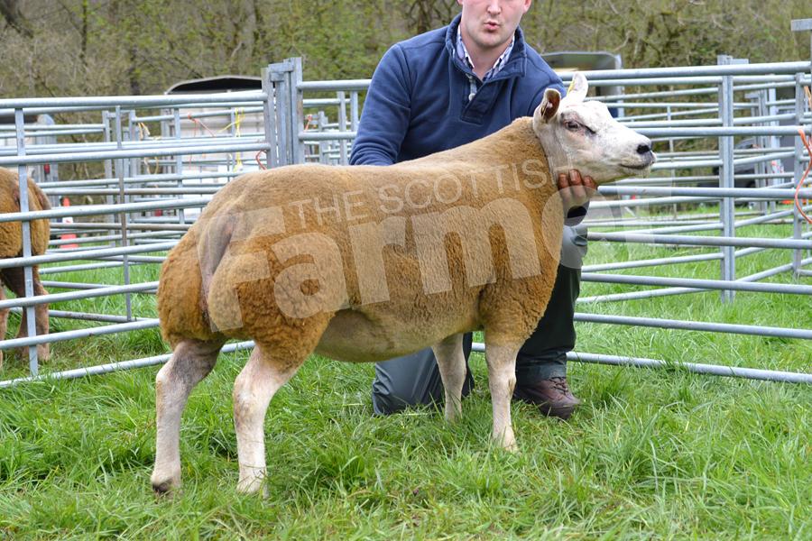 The Kennedys' Beltex gimmer, Lyonpark Candy Crush, won the inter-breed championship. Ref: KK050518093.