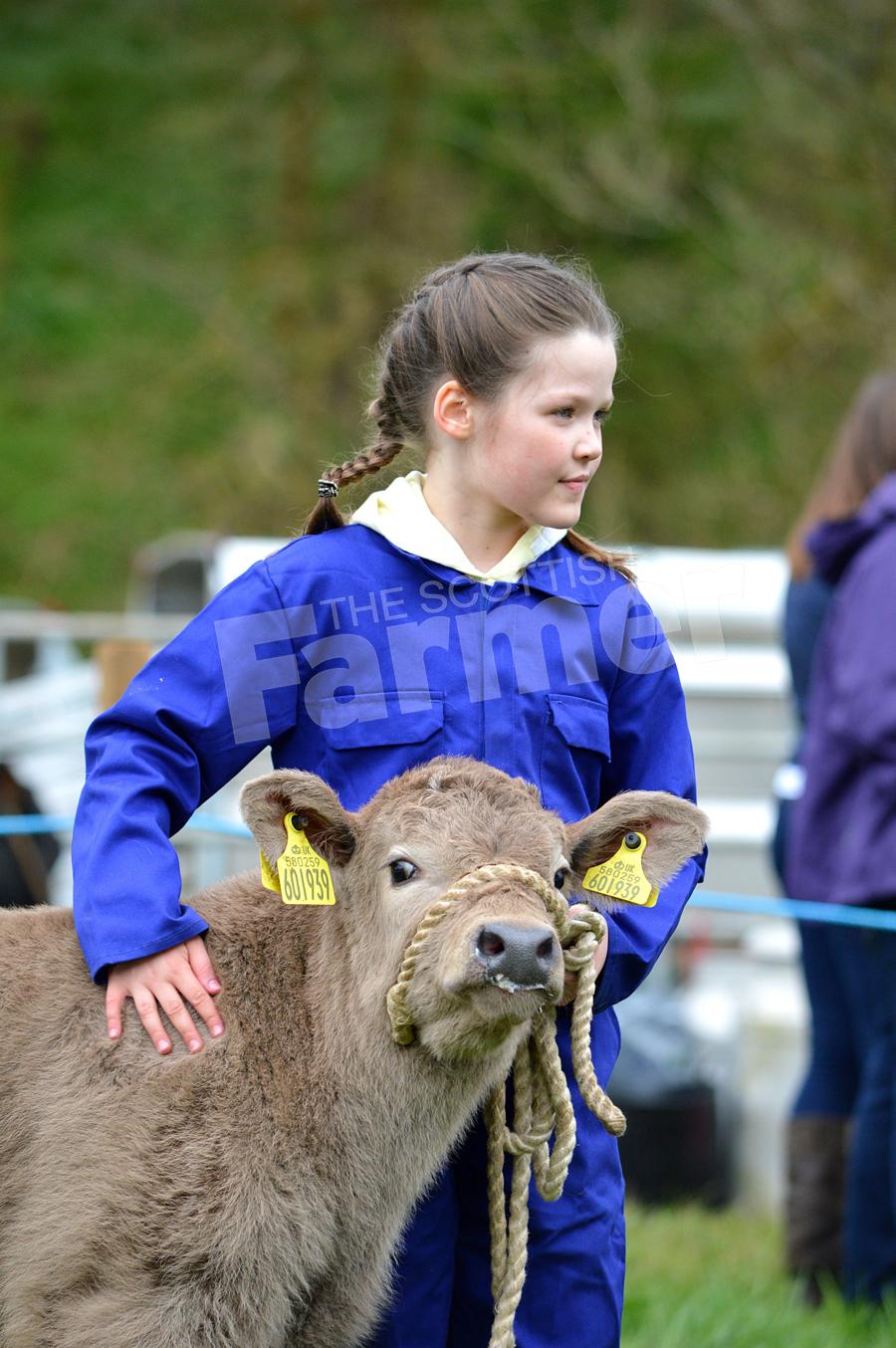 Holly Shankland presented her calf for judging at Catrine Show, where she shared first place with her brother, Robbie.  Ref: KK050517148.