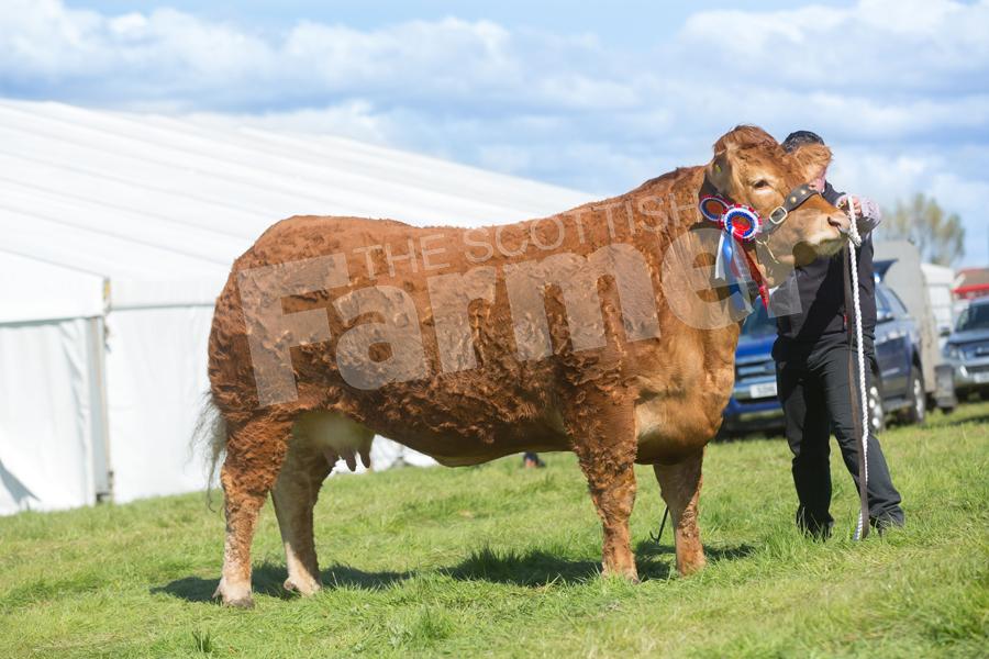 The any other continental breed went to the limousin cow Burnbank Jojo from D and L Graham. Ref: EC1205182861.