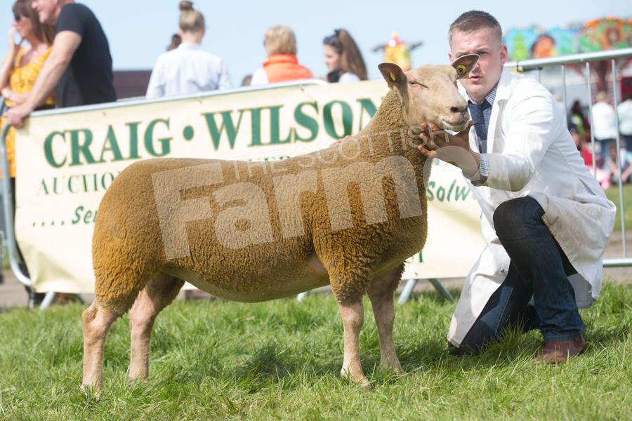 J and W Kennedy stood Charollais champion with their gimmer. Ref: EC1205182843