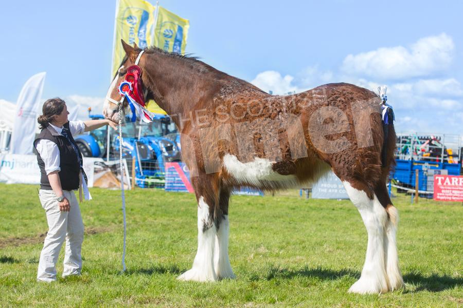 Clerkington Cassandra stood clydesdale champion for Charlotte Young.   Ref: EC1205182858