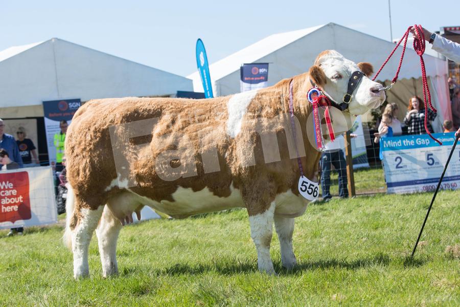 Simmental champion went to an eight-year-old cow from MR and MT Quarm. Ref: EC1205182853