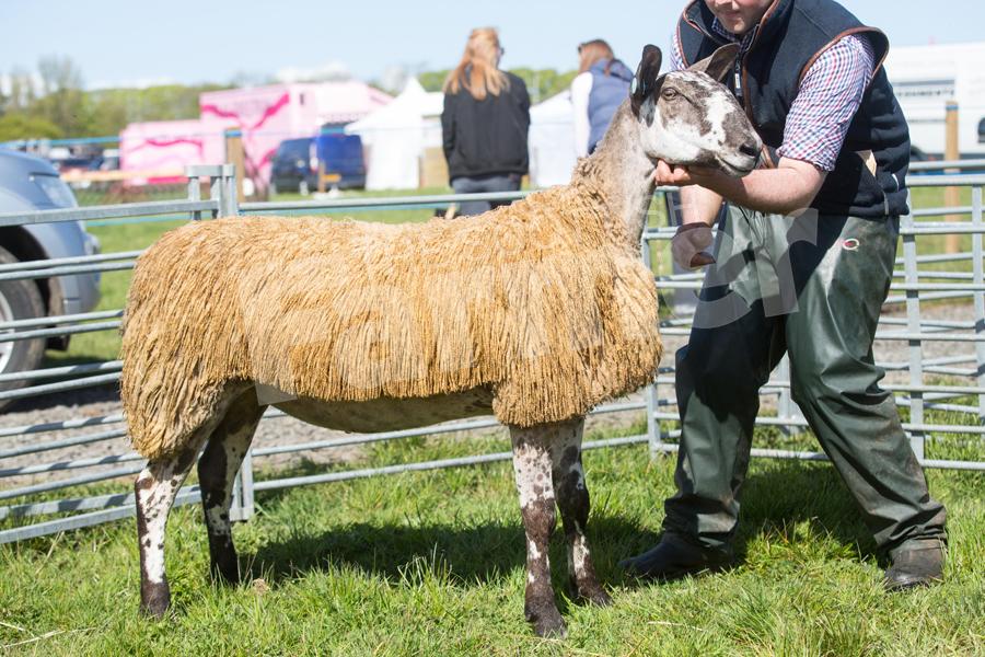 Blue faced leicester crossing type champion went to I Fleming with a ewe hogg. Ref: EC1205182831.