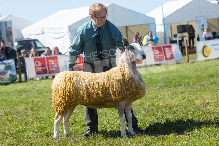 Matt and Connell Drummond's ewe hogg stood the traditional Bluefaced Leicester champion, inter-breed sheep champion and overall champion of champions. Ref: EC1205182859