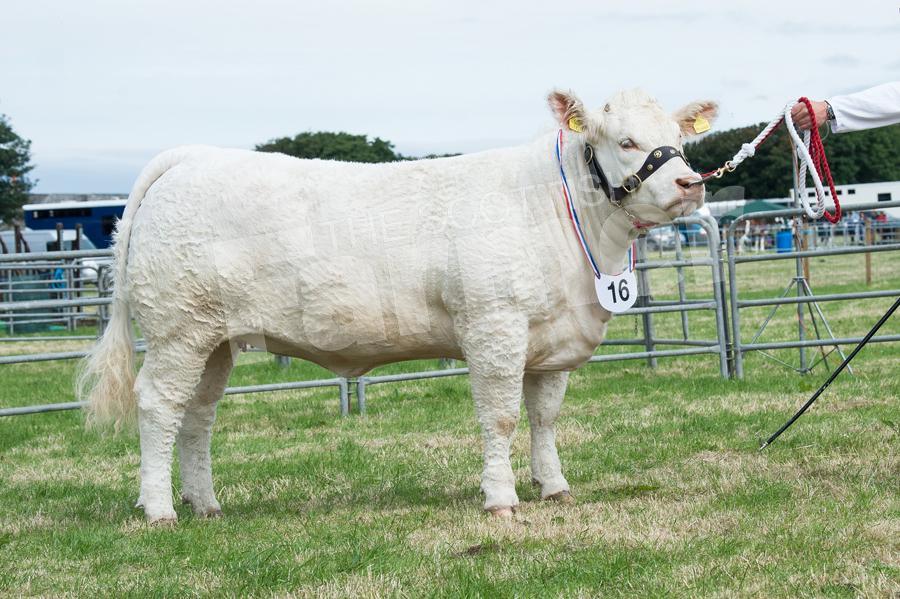 Show champion was the Charolais heifer from the Morris family. Ref: RH210718030