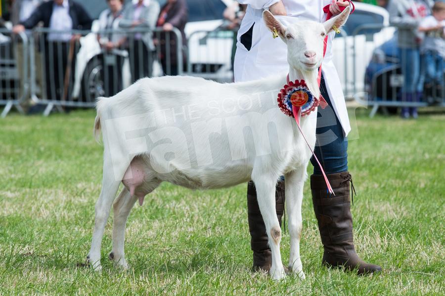 Goat champion Burnside Lucy  from Robbianne Harrold. f: RH210718050