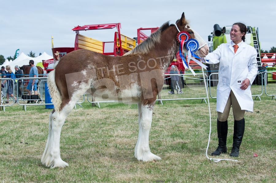 Clydedale champion Gersa Lady Lauren from Michael and Jacqueline  Munro. Ref: RH210718049