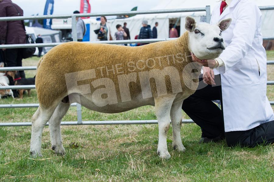 Texel Champion was the ewe from Amy Gunn. Ref: RH210718021