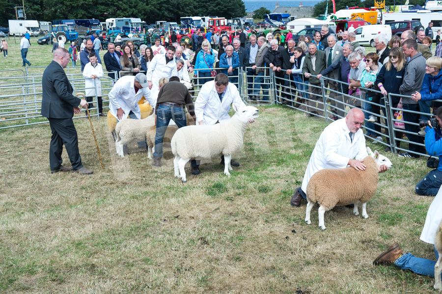 judge Archie Hamilton making his way through the overall sheep line up. Ref: RH210718037