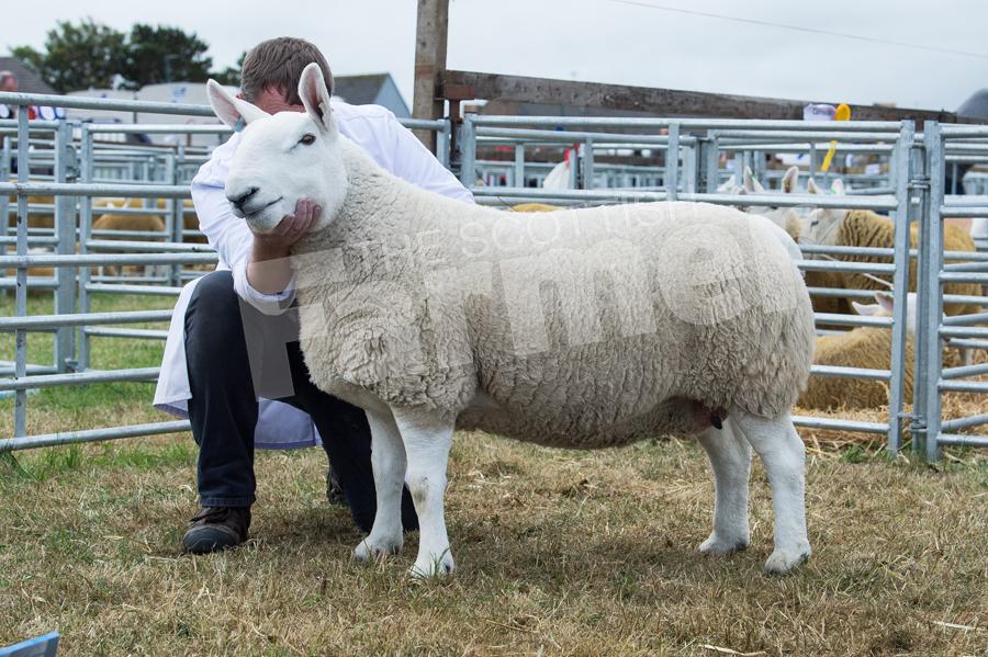 North Country Cheviot champion and supreme overall sheep was the ewe from Andrew Polson . Ref: RH210718026