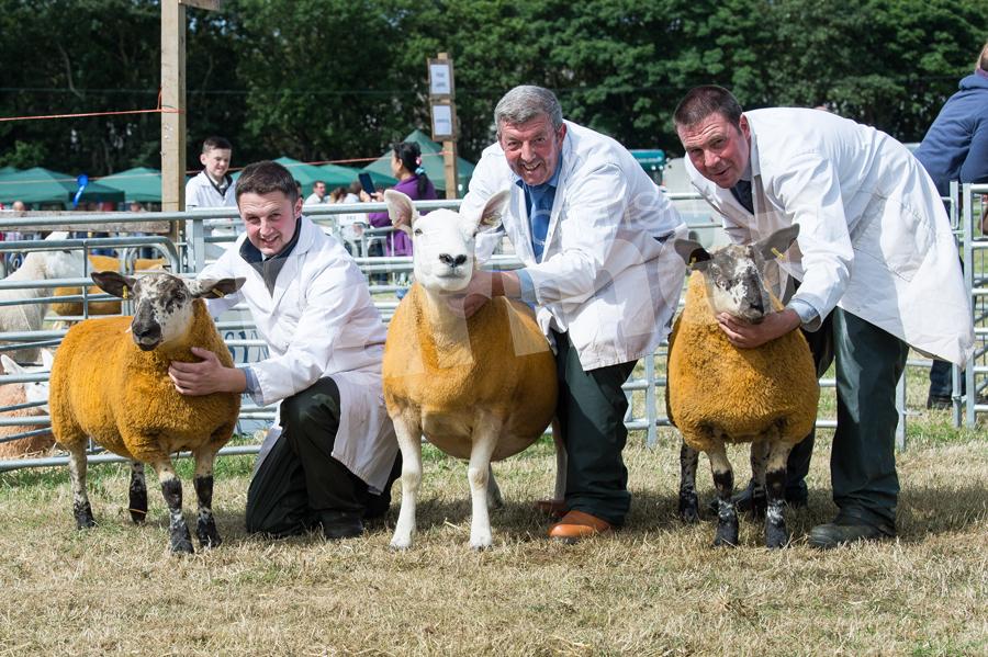 Texel cross with Suffolk cross lambs were the  Commercial champion from The Barnetsons. Ref: RH210718043