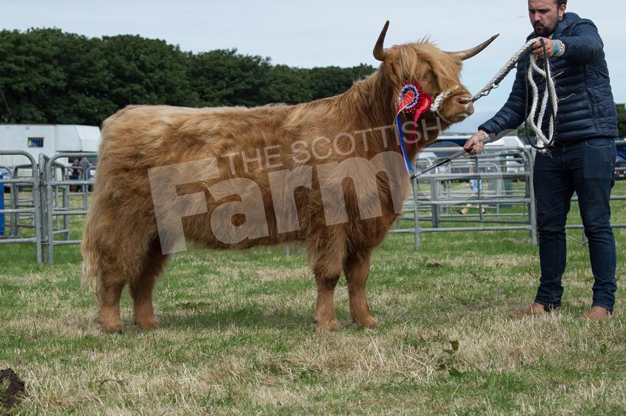 Highland cattle champion  from Sheila Gillion. Ref: RH210718033