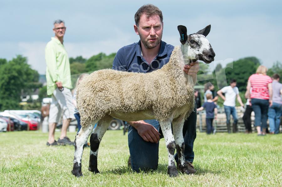 Bluefaced Leicester champion went to the ewe lamb from John MacGregor. Ref: RH020618082