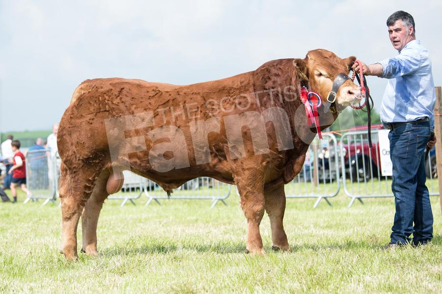 Dyke Nilegod from the MacGregors shown by John Duncan took theLimousin and  inter-breed beef championship. Ref: RH020618075