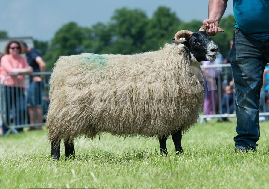 Blackie champion and show champion of champions from Donald MacGregor. 
 Ref: RH020618100