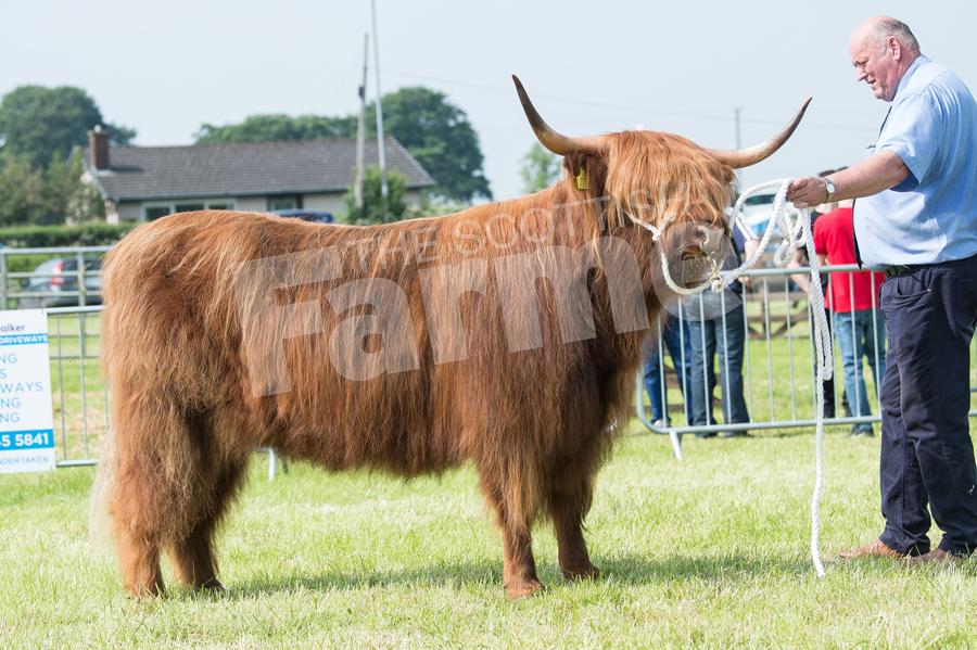 Highland Cattle champion was Banrigh 5th of Hyndford from Alan Prentice. Ref: RH020618074