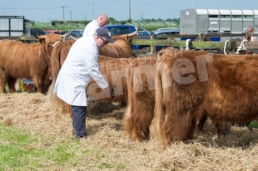 Stephen Hunter making the final prep before the judging starts at Campsie Show. Ref: RH020618066