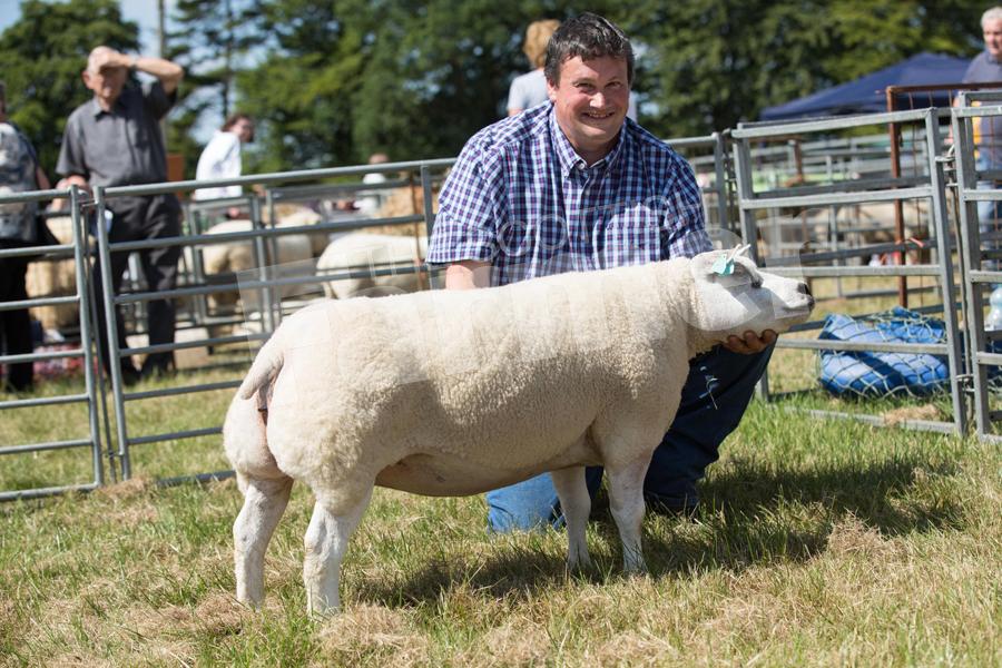 Alan Alston's four-crop ewe stood Beltex champion. Ref: EC0707183332