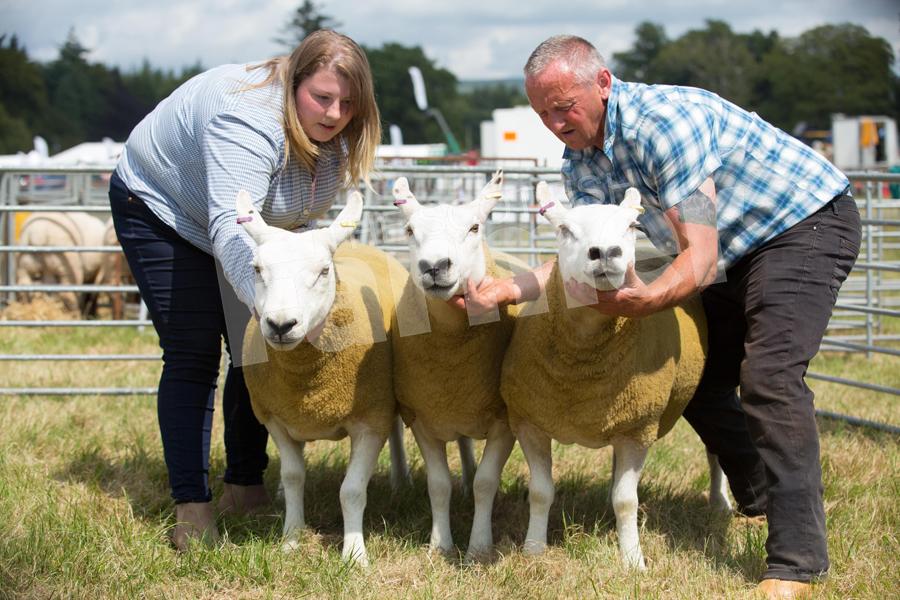 Sarah Finnie's group of three topped the cross section before going on to take sheep inter-breed and then overall champion of champions. Ref: EC0707183339