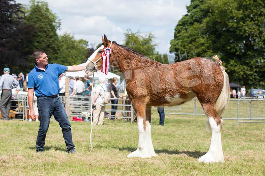 Scott Greenhill's filly stood champion in the Clydesdale section and then went onto take overall horse champion. Ref: EC0707183335