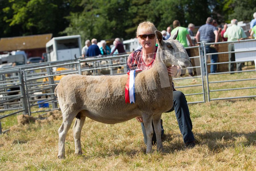 Alison Ross topped the any other native breed with a bluefaced leicester ewe. Ref: EC0707183330