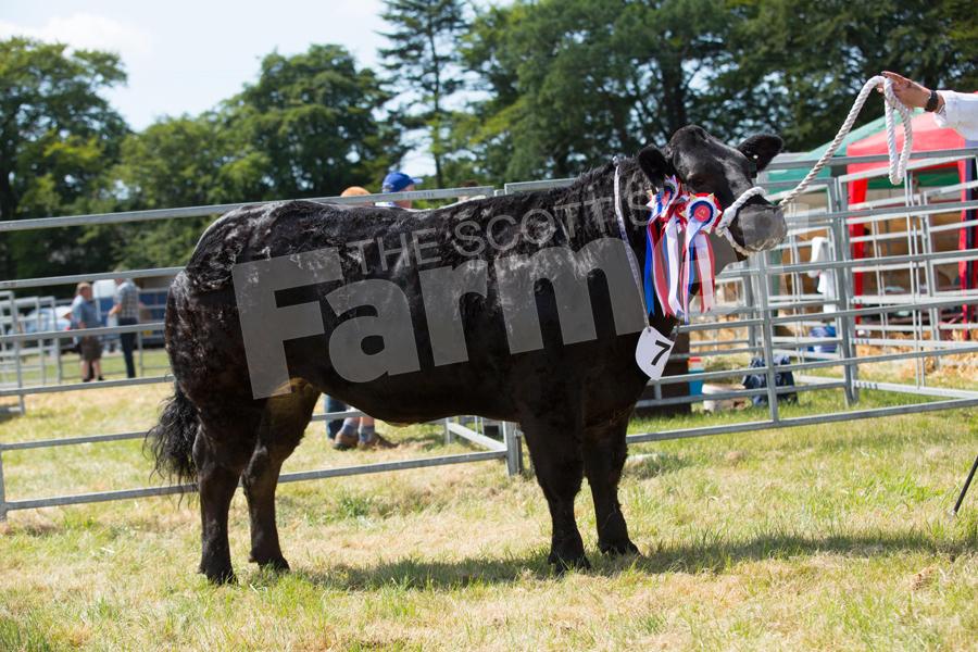 The heifer from Blair Duffton stood cross cattle champion.  Ref: EC0707183336
