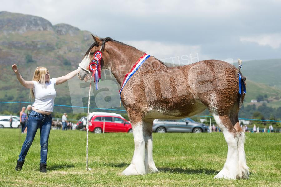 The four-year-old mare from John Adamson stood clydesdale champion. Ref: EC0906183048