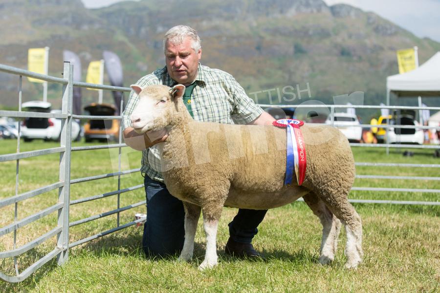 Poll Dorset champion went to the gimmer from D and D Rankine.   Ref: EC0906183033