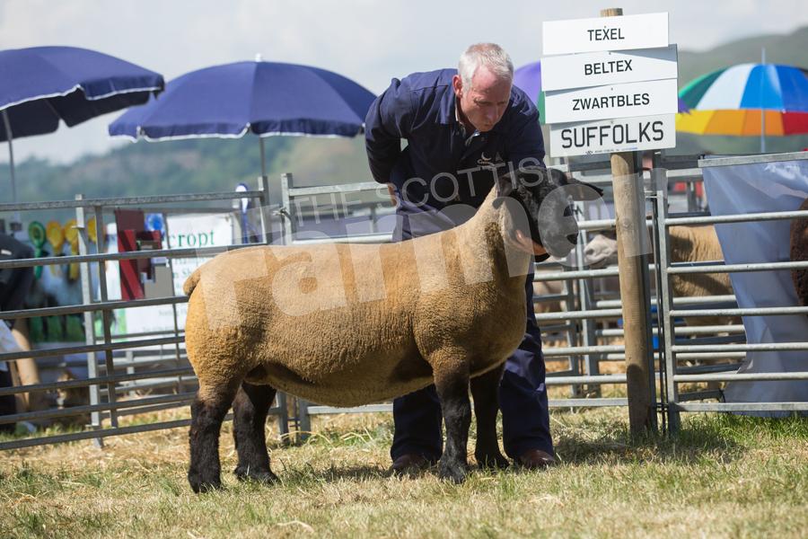 Champion Suffolk and reserve sheep inter-breed went to Robert Bryce. Ref: EC0906183047