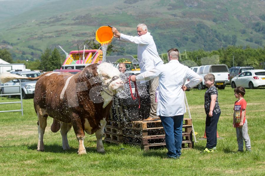 Cool down for a very warm Curaheen Drifter after securing inter-breed beef champion. Ref: EC0906183044