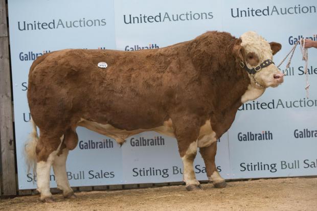 Topping the Mendick dispersal at 7500gns was the stock bull Blackford Grouse   Ref:EC2310184116...
