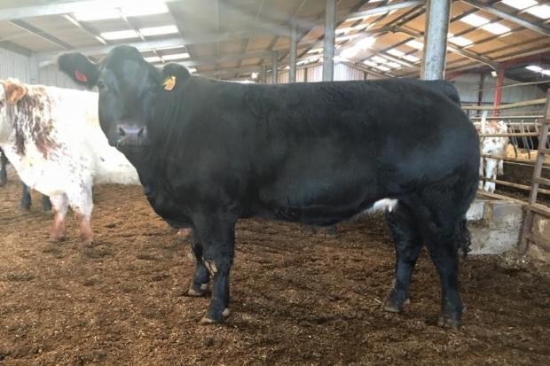 This British Blue cross in-calf heifer from Harry Emslie set a new centre record of £7000
