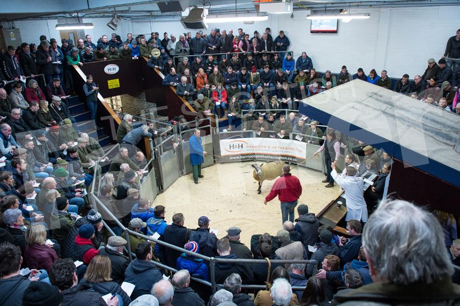 Large crowd of spectators and buyers for the Classy Lassies sale of crossing type Bluefaced Leicester females this week at Carlisle. Ref: RH210119026.