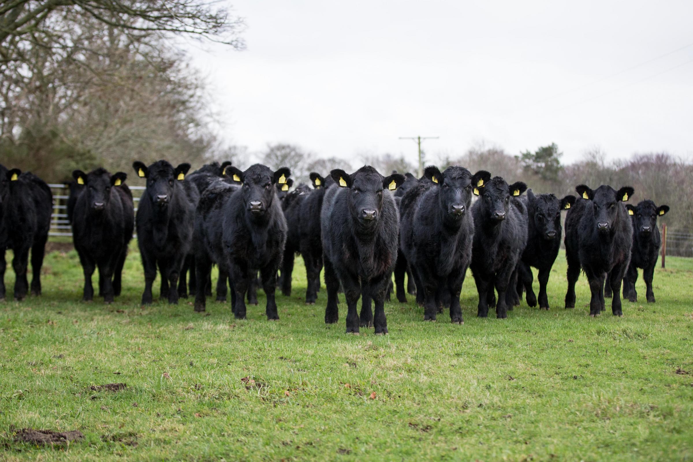Aberdeen-Angus: Deveron herd pays off for Sclaters | The Scottish Farmer