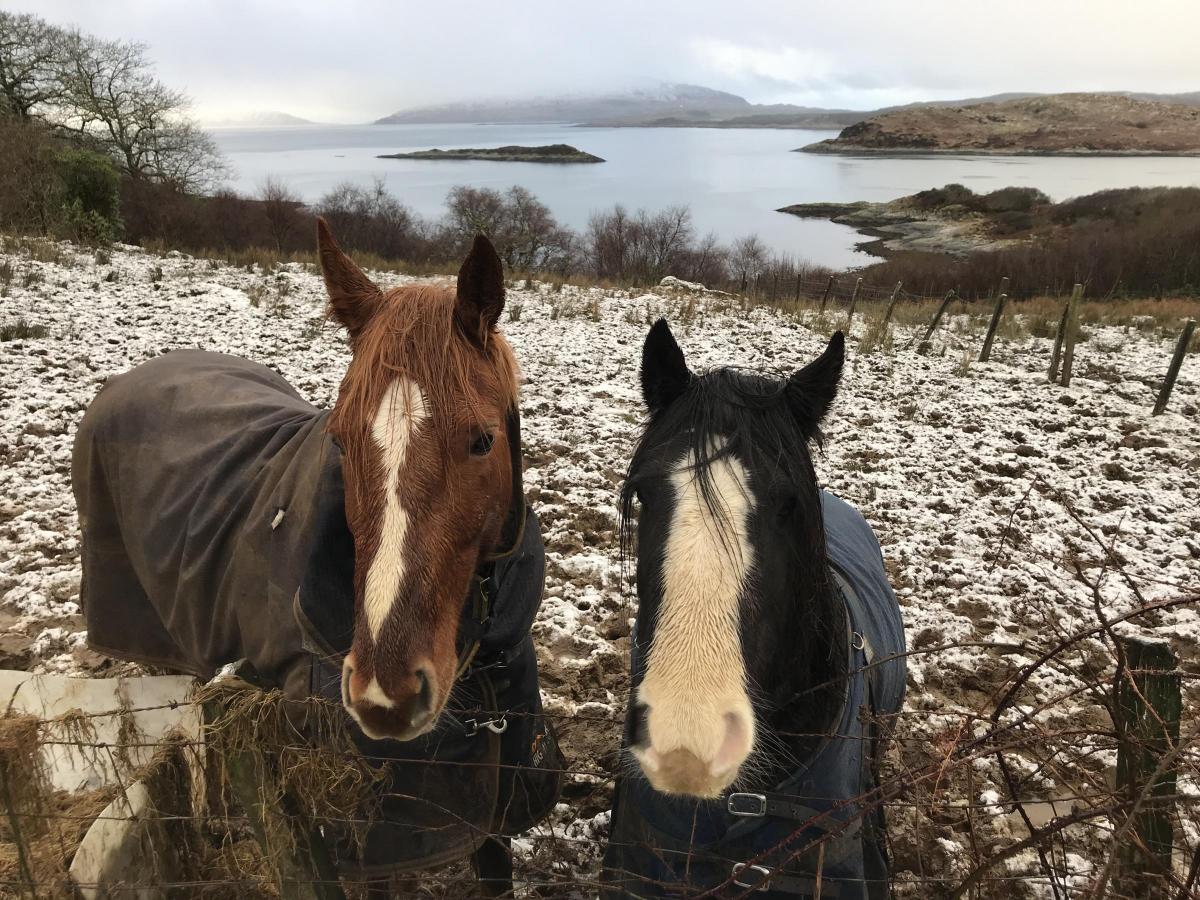 A couple of cuddies looking for a cuddle on a snowy day at Craobh Haven, Lochgilphead. Sent in by Christine Rennie