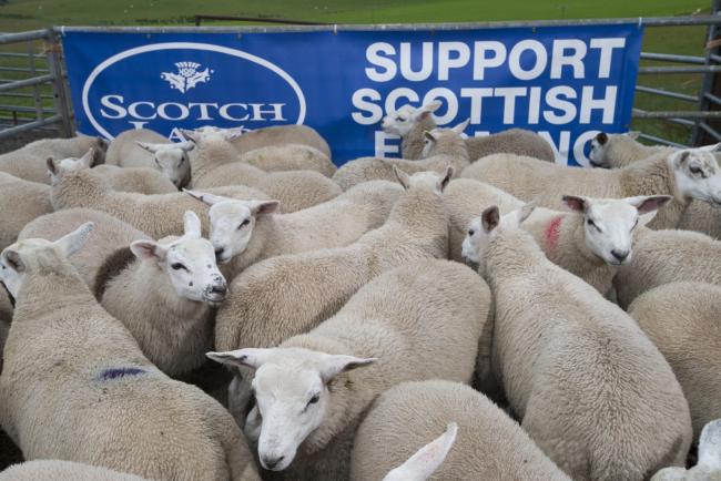 Lamb prices are up 30-40p per live kg on the year
