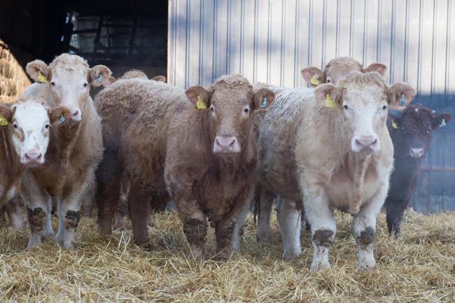 Store cattle are up £100 per head on the year