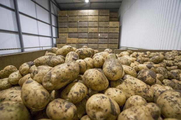 LARGE SCALE spud growers are struggling to see what AHDB gives them in return for their levy