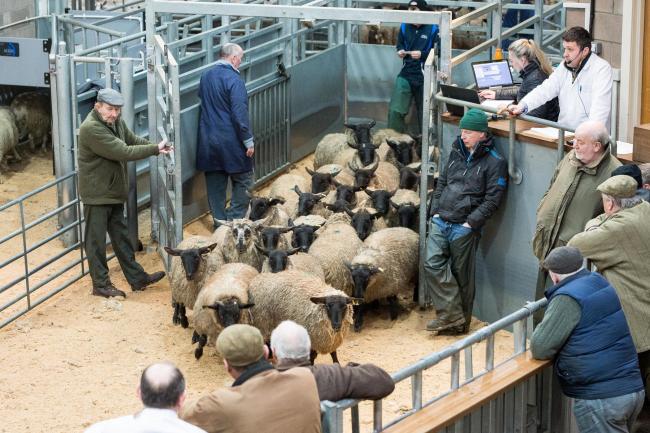 Prime, breeding and store sheep are all selling at increased values on the year