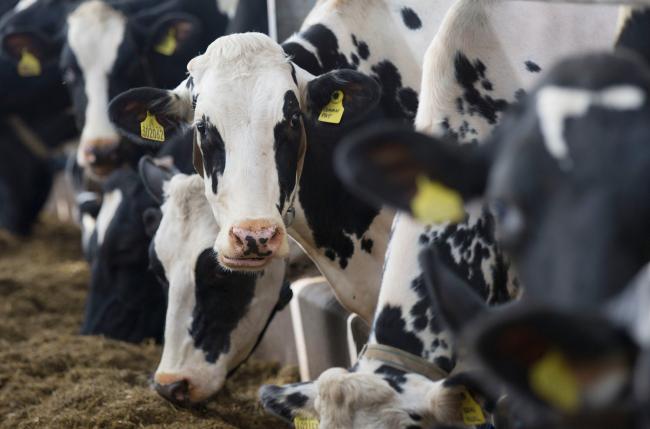 DAIRY FARMERS terms and conditions need to improve if the industry exodus is to be stopped