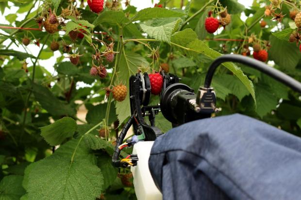 An autonomous raspberry harvester under development at the University of Plymouth